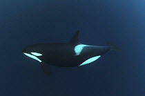 Killer whale / Orca (Orcinus orca) underwater, Kristiansund, Nordmre, Norway, February 2009 WWE BOOK.