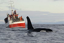 Killer whale / Orca (Orcinus orca) at surface in front of a herring fishing boat, Kristiansund, Nordmre, Norway, February 2009