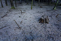 Forest floor covered in Brambling (Fringilla montifringilla) droppings, Lödersdorf, Austria, February 2009
