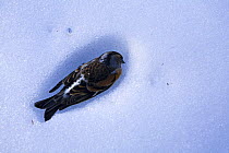 Dead Brambling (Fringilla montifringilla) in snow, Ldersdorf, Austria, February 2009