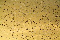 Large flock of Bramblings (Fringilla montifringilla) in flight at dusk, Lödersdorf, Austria, February 2009