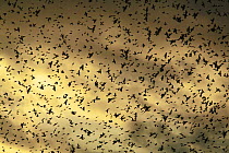 Large flock of Bramblings (Fringilla montifringilla) in flight at dusk, Lödersdorf, Austria, February 2009