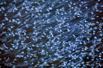 Large flock of Bramblings (Fringilla montifringilla) in flight at dusk, Ldersdorf, Austria, February 2009