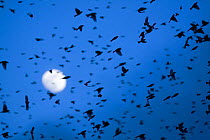 Large flock of Bramblings (Fringilla montifringilla) in flight at dusk, in front of the moon, Ldersdorf, Austria, February 2009