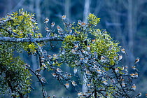 Large flock of Bramblings (Fringilla montifringilla) perched in tree with Mistletoe, Ldersdorf, Austria, February 2009