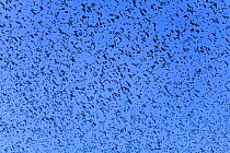 Large flock of Bramblings (Fringilla montifringilla) in flight, Lödersdorf, Austria, February 2009