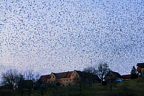 Large flock of Bramblings (Fringilla montifringilla)  flying over farm at dusk, Lödersdorf, Austria, February 2009