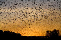 Large flock of Bramblings (Fringilla montifringilla) flying at sunset, Lödersdorf, Austria, February 2009