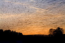 Large flock of Bramblings (Fringilla montifringilla) flying at sunset, Ldersdorf, Austria, February 2009
