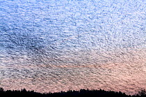 Large flock of Bramblings (Fringilla montifringilla)  in flight at dusk, Ldersdorf, Austria, February 2009