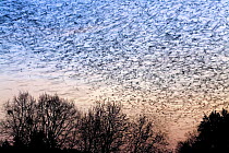 Large flock of Bramblings (Fringilla montifringilla) in flight at dusk, Ldersdorf, Austria, February 2009