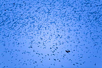 Large flock of Bramblings (Fringilla montifringilla)  in flight, Lödersdorf, Austria, March 2009