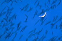 Large flock of Bramblings (Fringilla montifringilla)  in flight at dusk in front of moon, Ldersdorf, Austria, March 2009