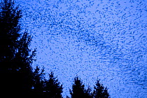Large flock of Bramblings (Fringilla montifringilla)   in flight at dusk, Ldersdorf, Austria, March 2009
