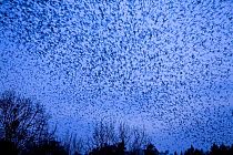 Large flock of Bramblings (Fringilla montifringilla)   in flight at dusk, Lödersdorf, Austria, March 2009