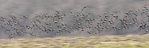Red breasted goose (Branta ruficollis) flock in flight, Durankulak Lake, Bulgaria, February 2009