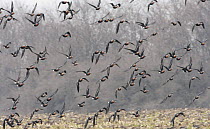 Red breasted goose (Branta ruficollis) flock in flight, Durankulak Lake, Bulgaria, February 2009