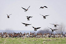 Red breasted geese (Branta ruficollis) on ground with some flying, Durankulak Lake, Bulgaria, February 2009