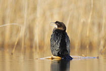 Pygmy cormorant (Microcarbo pygmaeus) balancing on log in water, Durankulak Lake, Bulgaria, February 2009