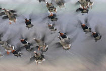 Red breasted geese (Branta ruficollis) and White fronted geese (Anser albifrons) in flight, Durankulak Lake, Bulgaria, February 2009