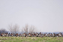 Red breasted geese (Branta ruficollis) and White fronted geese (Anser albifrons) on the ground, Durankulak Lake, Bulgaria, February 2009