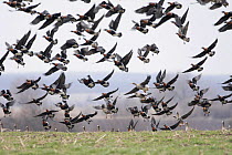 Red breasted geese (Branta ruficollis) and White fronted geese (Anser albifrons) taking off, Durankulak Lake, Bulgaria, February 2009