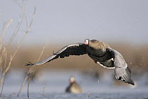 White fronted goose (Anser albifrons) just after taking off, Durankulak Lake, Bulgaria, February 2009