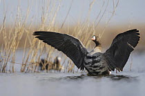 White fronted goose (Anser albifrons) stretching wings in water, Durankulak Lake, Bulgaria, February 2009