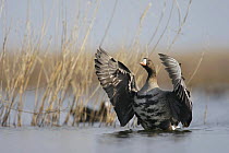 White fronted goose (Anser albifrons) flapping wings, Durankulak Lake, Bulgaria, February 2009