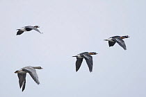 Three Red breasted geese (Branta ruficollis) and a  White fronted goose (Anser albifrons) in flight, Durankulak Lake, Bulgaria, February 2009