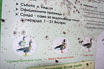 Battered sign showing information about geese found in the area around Durankulak Lake, Bulgaria, February 2009