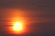 White fronted geese (Anser albifrons) flying at sunrise, Durankulak Lake, Bulgaria, February 2009