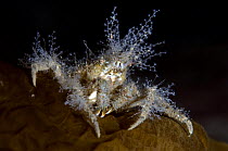 Great spider crab (Hyas araneus) decorated with hydroids, Moere coastline, Norway, February 2009