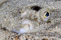 European plaice (Pleuronectes platessa) in sand on seabed, Moere coastline, Norway, February 2009