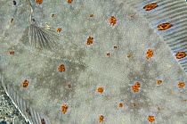 European plaice (Pleuronectes platessa) close up, Moere coastline, Norway, February 2009
