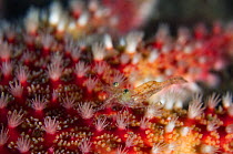 Close up of Common / Red sunstar (Crossaster papposus) with Shrimp on it, Moere coastline, Norway, February 2009