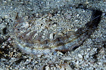 King / Giant scallop (Pecten maximus) in the sand, Moere coastline, Norway, February 2009