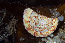 Painted topshell (Calliostoma zizyphinum) on a Kelp leaf, Moere coastline, Norway, February 2009