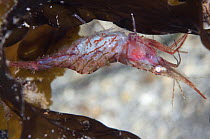 Pink shrimp (Pandalus montagui) on Kelp, Moere coastline, Norway, February 2009