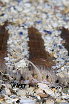 Giant / King scallop (Pecten maximus) seabed covered in shells, Moere coastline, Norway, February 2009