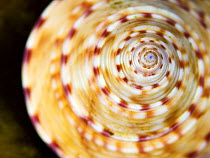 Close up of Painted topshell (Calliostoma zizyphinum) on a Kelp leaf, Moere coastline, Norway, February 2009
