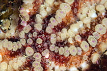 Close up of Spiny starfish (Marthasterias glacialis) Moere coastline, Norway, February 2009