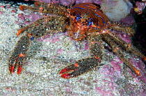 Spiny squat lobster (Galathea strigosa) on rock, Moere coastline, Norway, February 2009