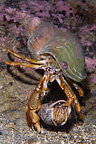 Pair of Common hermit crabs (Pagurus bernhardus) male carrying female until she leaves her shell and they can mate, Trondheimsfjorden, Norway, February 2009