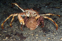 Northern stone crab (Lithodes maja) pair, male carying female, courtship, Trondheimsfjorden, Norway, February 2009