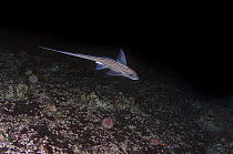 Ratfish / Ghost shark (Chimaera monstrosa) swimming above seabed, Trondheimsfjorden, Norway, February 2009