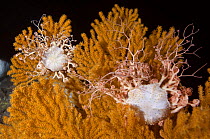 Blanket stars (Gorgonocephalus caputmedusae) climbing Fan coral (Paramuricea placomus) to position themselves in water current, Trondheimsfjorden, Norway, February 2009