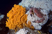Edible crab (Cancer pagurus) climbing on a deep water Coral (Lophelia pertusa) near Fan coral (Paramuricea placomus) Trondheimsfjorden, Norway, February 2009