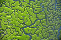 Aerial view of marshes with Seaweed exposed at low tide, Baha de Cdiz Natural Park, Cdiz, Andalusia, Spain, March 2008. WWE INDOOR EXHIBITION. UNAVAILABLE FOR COMMERCIAL USE WITHOUT PRIOR CONSENT