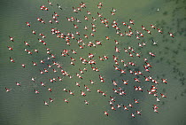 Aerial view of Greater flamingos (Phoenicopterus ruber) in flight over Baha de Cdiz Natural Park, Cdiz, Andalusia, Spain, February 2009